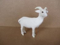 white goat